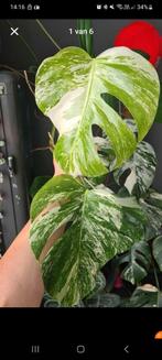 (Kop)stekken monstera variegata, Huis en Inrichting, Kamerplanten, Ophalen of Verzenden