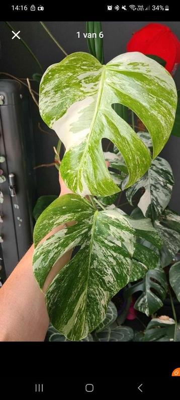 (Tête) Boutures de monstera variegata  disponible aux enchères