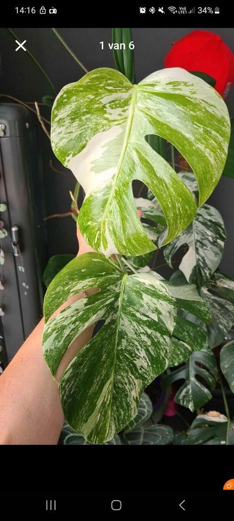 (Tête) Boutures de monstera variegata, Maison & Meubles, Plantes d'intérieur, Enlèvement ou Envoi