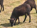 3 zwarte ouessant dwergschaap ooien, Dieren en Toebehoren, Vrouwelijk, Schaap