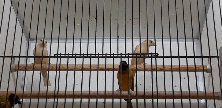 Huismussen pheao, Dieren en Toebehoren, Vogels | Overige Vogels, Wildzangvogel, Meerdere dieren, Tam, Geringd