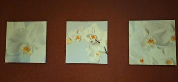 Canvasprint met orchidee, 3 lijsten beschikbaar voor biedingen