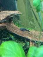 Baby Ancistrus zwart maat +/- 2 cm voor 1,5 euro per stuk  3, Dieren en Toebehoren, Vissen | Aquariumvissen