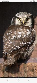Surnia ulula, Meerdere dieren, Roofvogel, Geringd