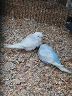 Jongen grasparkieten  5 euro per  stuk.