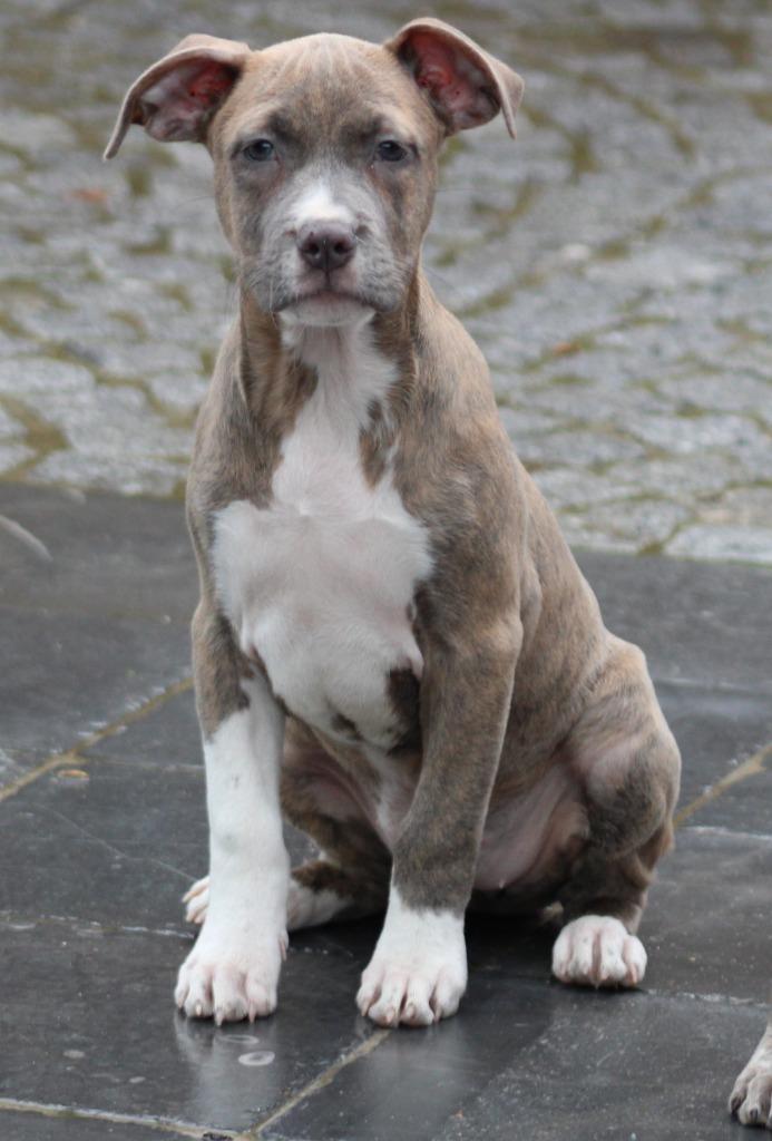 Amerikaanse Stafford pup, Dieren en Toebehoren, Honden | Jack Russells en Terriërs, Teef, American Staffordshire Terriër, Fokker | Professioneel
