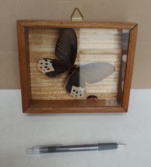 Vintage taxidermie vlinder Atrophaneura Horishanus, Verzamelen, Dierenverzamelingen, Gebruikt, Opgezet dier, Insect, Ophalen of Verzenden