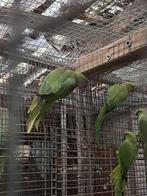 Mannen groene halsbandparkieten en jongen van 2025, Dieren en Toebehoren