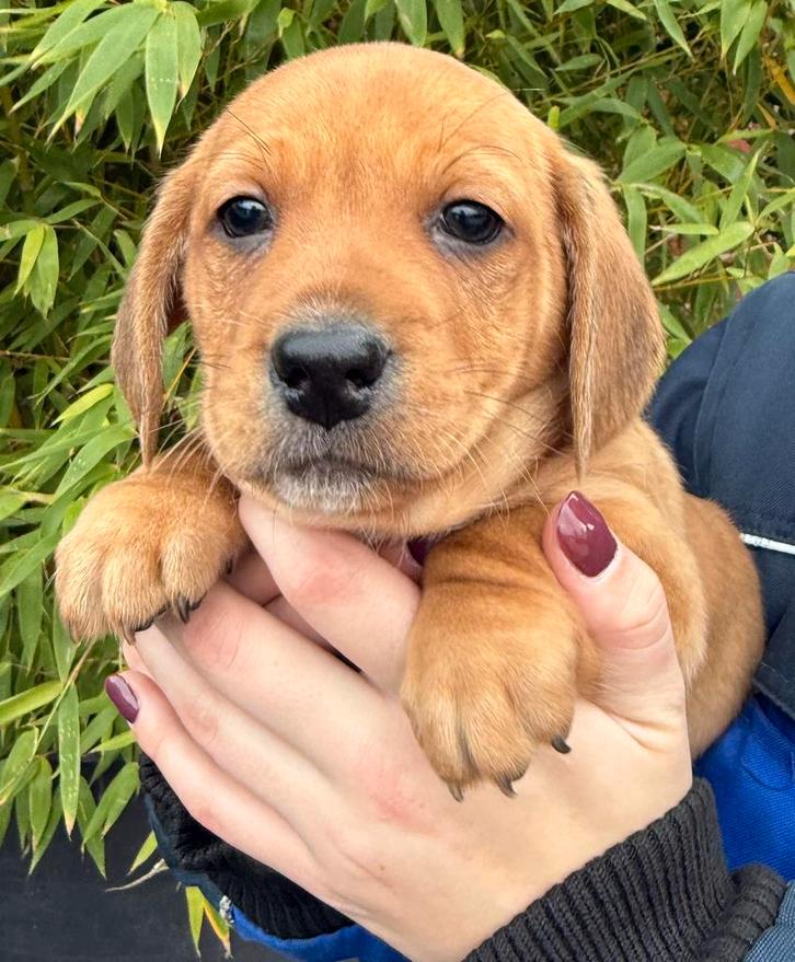 Boerenfox X teckel pups, Dieren en Toebehoren, Honden | Retrievers, Spaniëls en Waterhonden, Reu, Overige rassen, Fokker | Hobbymatig