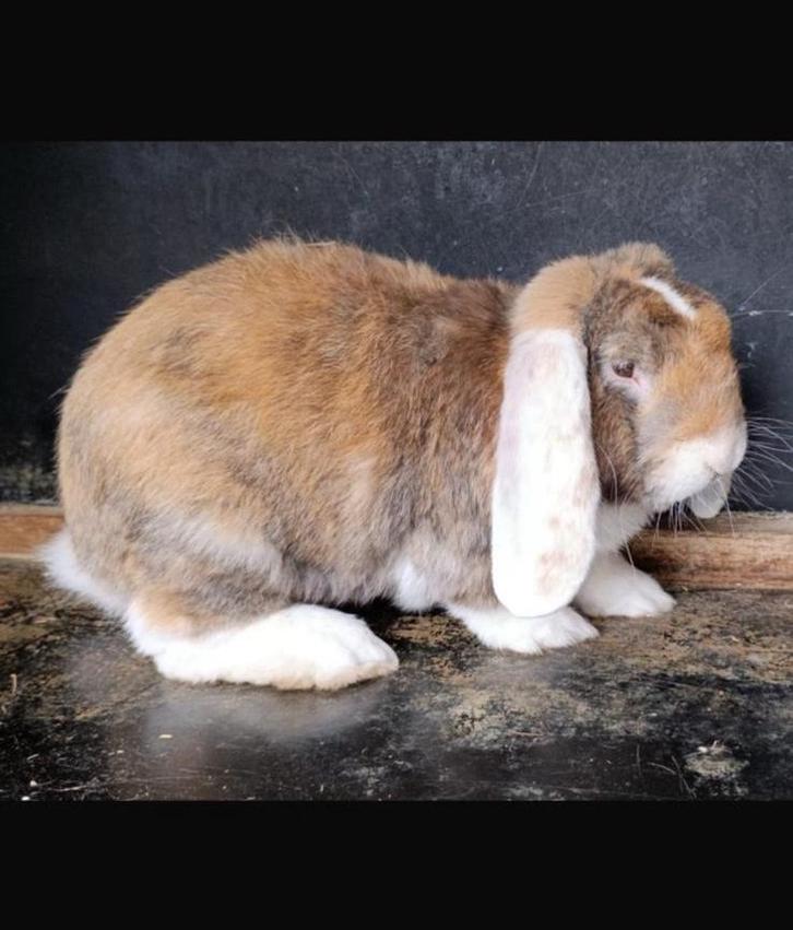 Franse hangoor, Dieren en Toebehoren, Konijnen, Groot, Mannelijk, 0 tot 2 jaar, Hangoor