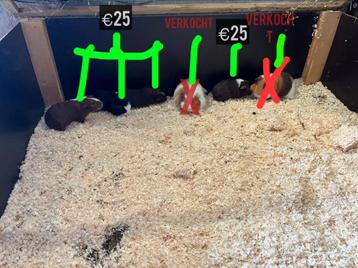 Mannelijke cavia’s te koop! beschikbaar voor biedingen