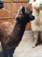 Jument alpaga, Animaux & Accessoires, Chevaux, Jument