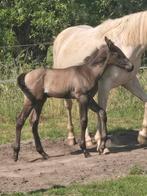 te huur boerderij hoeve of loods  om streken wetteren liefs