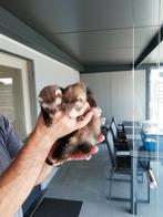Frettenpups, Dieren en Toebehoren, Mei, Mannelijk, Tam