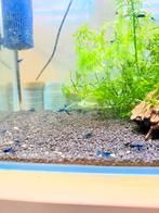 Blauwe garnalen, Dieren en Toebehoren, Vissen | Aquariumvissen