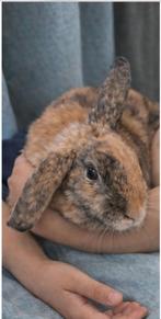 Lapin nain brun non castré, 6 mois, Mâle, Nain, Oreilles tombantes, 0 à 2 ans