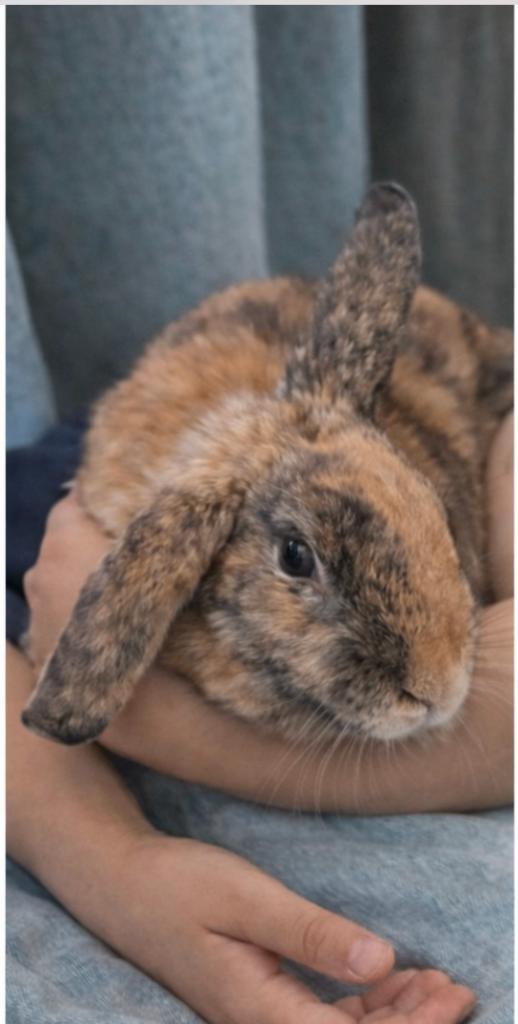 Lapin nain brun non castré, 6 mois, Dieren en Toebehoren, Konijnen, Dwerg, Mannelijk, 0 tot 2 jaar, Hangoor