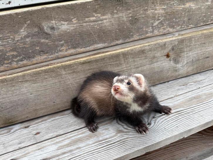 Jonge mannelijke fret, Dieren en Toebehoren, Overige Dieren, Mannelijk, Juli
