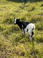 Dwerggeiten bokje te koop, Dieren en Toebehoren, Mannelijk, Geit, 0 tot 2 jaar