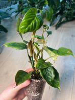Philodendron Ornatum, Ophalen of Verzenden