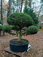 zeeer oude buxus, Ophalen