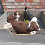 Prachtig nestje border collie pups, Dieren en Toebehoren, Honden | Herdershonden en Veedrijvers, België, Fokker | Hobbymatig, CDV (hondenziekte)