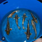 Koi vissen, Dieren en Toebehoren, Vissen | Vijvervissen, Karper of Koi