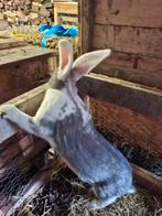 Duitse reus, Dieren en Toebehoren, Konijnen, Vrouwelijk, Groot