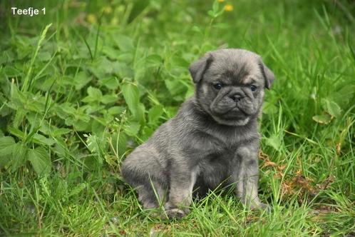 Prachtige Mopshond pupjes, Dieren en Toebehoren, Honden | Bulldogs, Pinschers en Molossers, Meerdere dieren, Overige rassen, Fokker | Professioneel