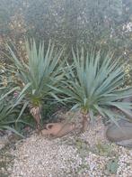 Yucca, winterhard. Palmlelie, Tuin en Terras, Ophalen