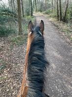 Knappe 5 jarige merrie, Dieren en Toebehoren, Merrie, Ontwormd