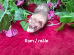 Micro fretjes, Juni, Meerdere dieren, Overige typen