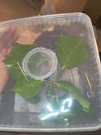 Indische wandelende takken