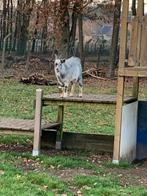 Geit bok, Mars, Mâle