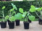 Pompoen(hokkaido)- en paprika plantjes per stuk, Jardin & Terrasse, Plantes | Jardin, Enlèvement