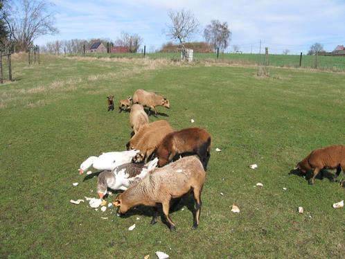 Lammen van schapen, kameroen, kameroenschapen, Animaux & Accessoires, Moutons, Chèvres & Cochons