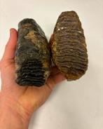 Ensemble de fossiles molaires de mammouth, jeune mammouth, Enlèvement, Fossile