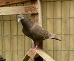 Kleurpostduif duivin, Dieren en Toebehoren, Vogels | Duiven, Vrouwelijk, Postduif