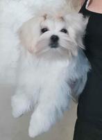 Maltezer reutje met FCI stamboom, 15 weken tot 1 jaar, Reu, Buitenland, Rabiës