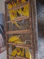 Kakerikies geel  kweekrype vogels