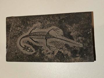Keichousaurus hui  uit China  beschikbaar voor biedingen