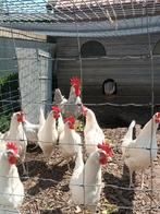 Broedeieren witte leghorn x leghorn isabel