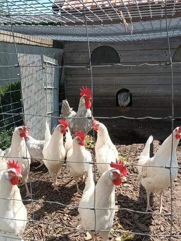 Broedeieren witte leghorn x leghorn isabel