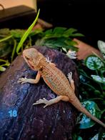 Baardagaam 50% hypo monster, Dieren en Toebehoren, Reptielen en Amfibieën