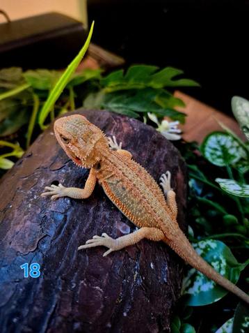 Baardagaam 50% hypo monster beschikbaar voor biedingen