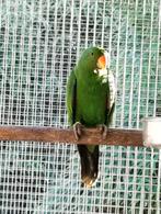 Te koop edelpapagaai, Dieren en Toebehoren