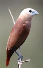 Witkop non koppel, Dieren en Toebehoren, Vogels | Overige Vogels