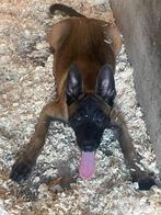 mechelse herder pups van zeer goede afkomst top hondjes, België, Fokker | Hobbymatig, CDV (hondenziekte), 8 tot 15 weken