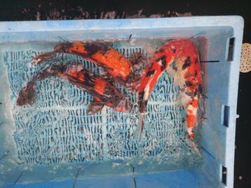 10 koi beschikbaar voor biedingen