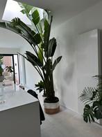 Bananenplant; Strelitzia xxl, Huis en Inrichting, Kamerplanten, Overige soorten, Halfschaduw, In pot, 200 cm of meer